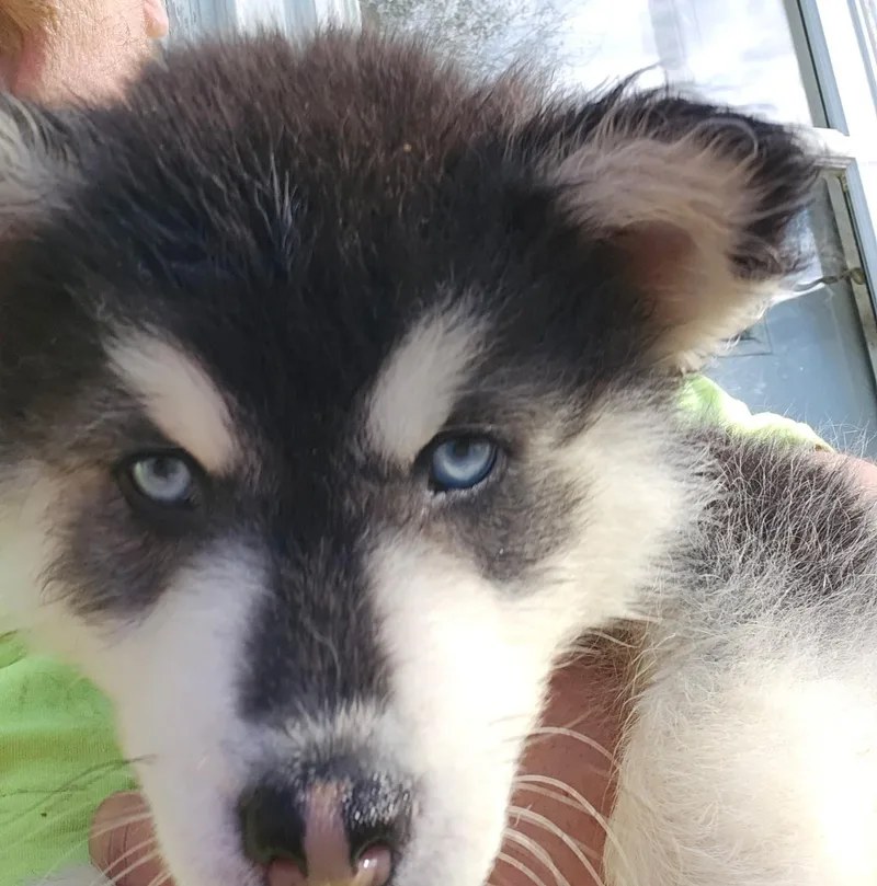 Oreo Cookie thumbnail 2