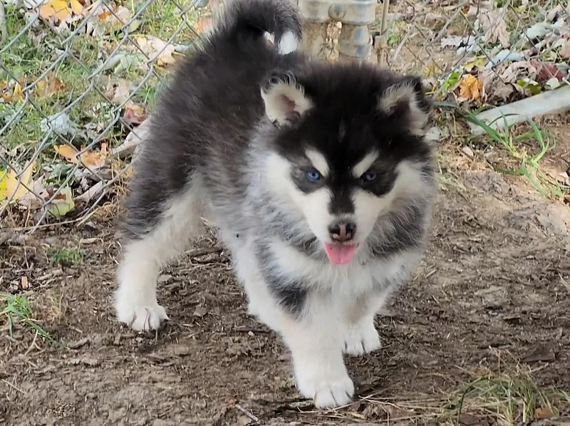 Oreo Cookie thumbnail 3