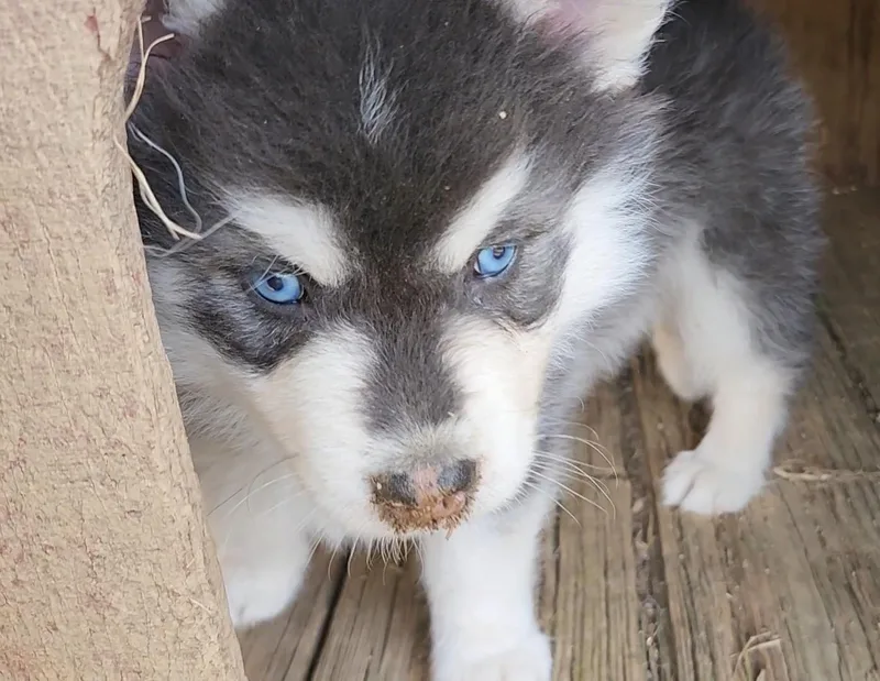 Oreo Cookie thumbnail 4