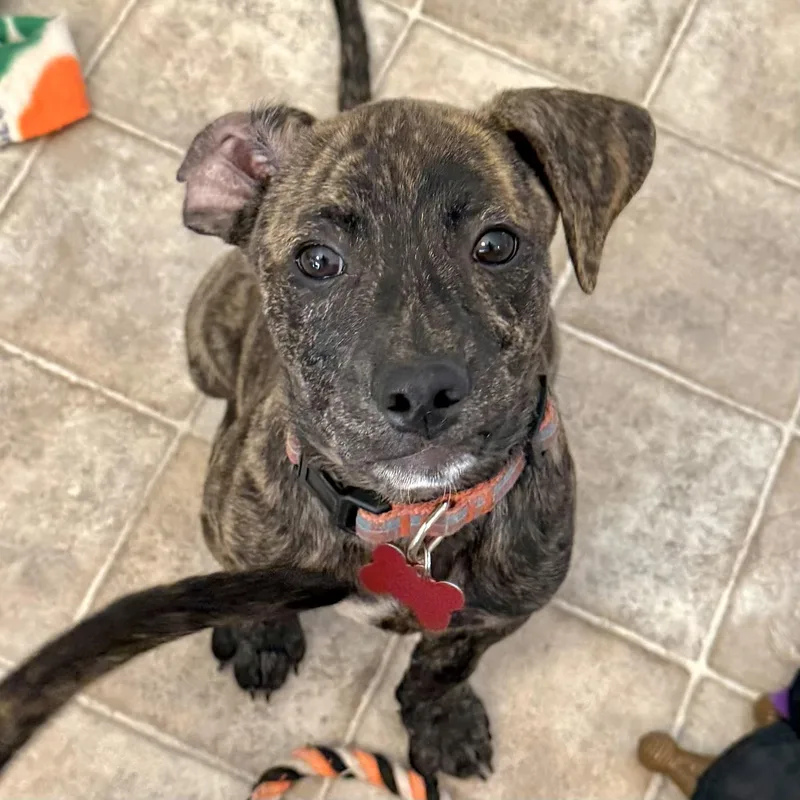 A baby medium-sized male Brindle Plott Hound dog named Cole for adoption in Prior Lake, MN
