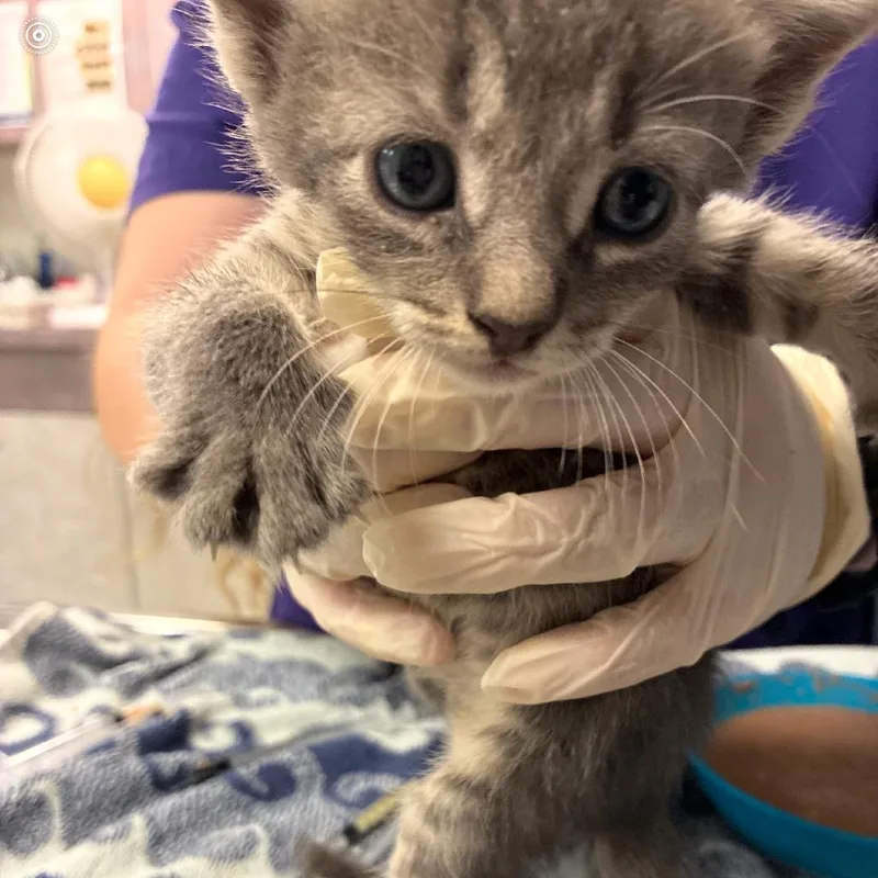 A baby small-sized male Gray / Blue / Silver Domestic Short Hair cat named Corny for adoption in Newark, NJ