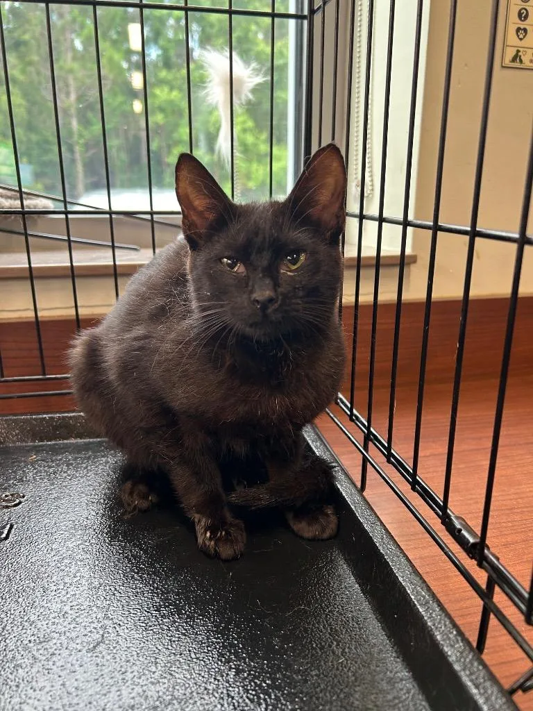 A baby medium-sized female Domestic Short Hair cat named Salem for adoption in Gautier, MS
