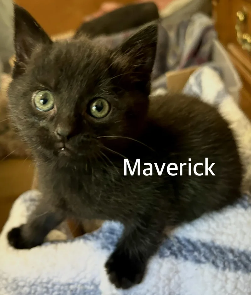 A baby medium-sized male Black Domestic Short Hair cat named Maverick for adoption in Owasso, OK