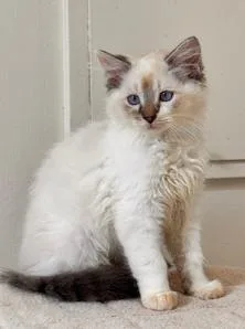 Cabernet thumbnail 2