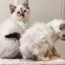 Cabernet thumbnail 3