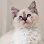 A baby medium-sized male Tortoiseshell Ragdoll cat named Cabernet for adoption in Mansfield, OH
