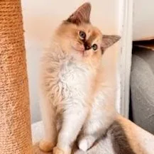 Cabernet thumbnail 4