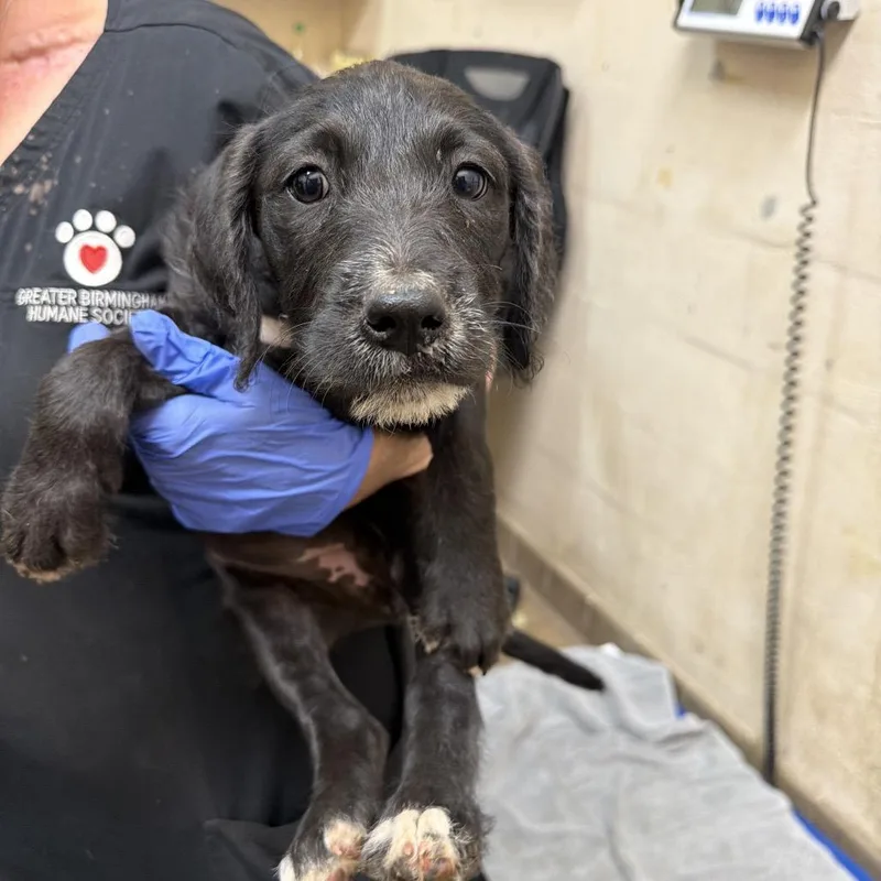 A baby small-sized female Black Pit Bull Terrier dog named Paisley for adoption in Birmingham, AL