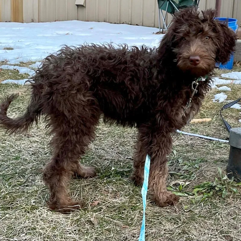 A baby medium-sized female Brown / Chocolate Chocolate Labrador Retriever dog named Brownie for adoption in Brainerd, MN