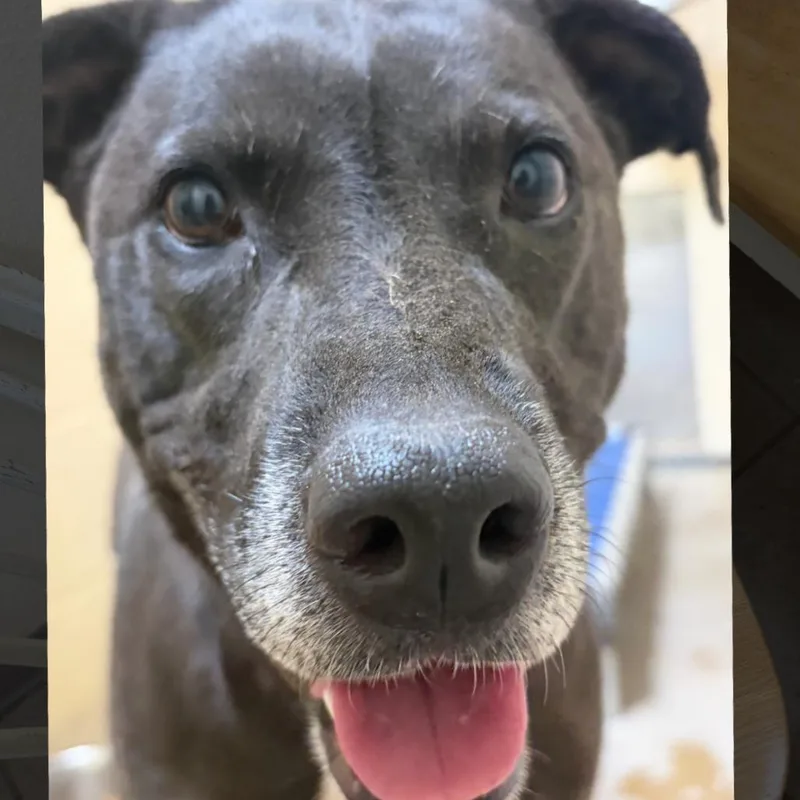 An adult medium-sized female Black Labrador Retriever dog named Jules for adoption in Palestine, TX