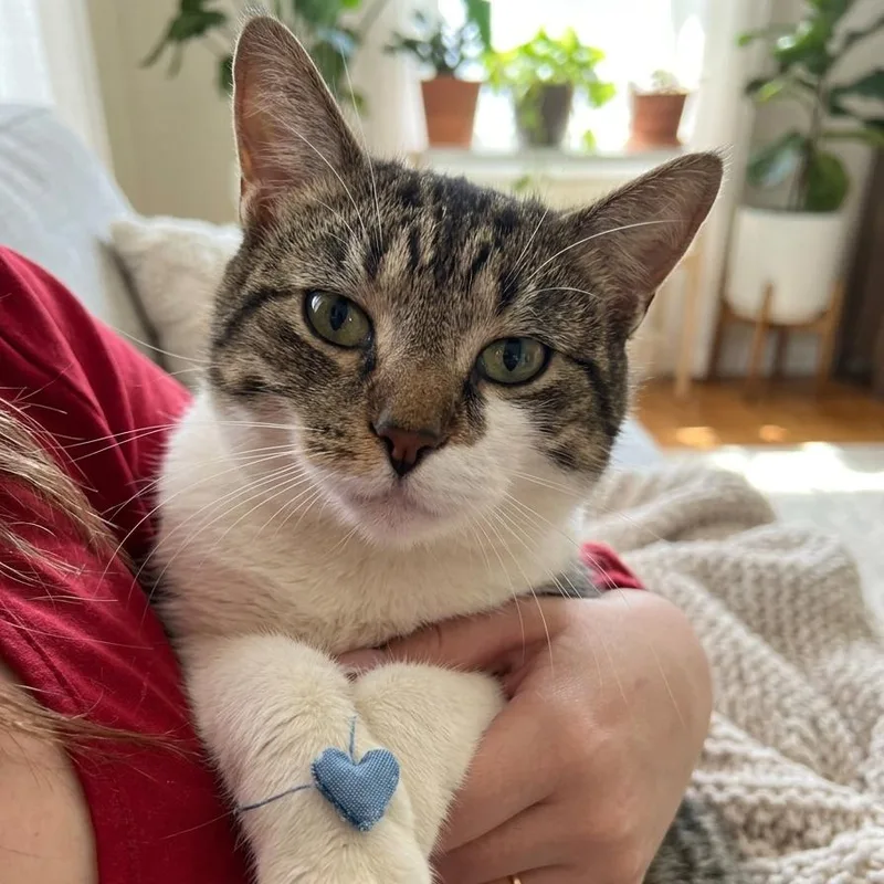 A young small-sized male Brown / Chocolate Domestic Short Hair cat named Alejandro for adoption in Pasadena , MD
