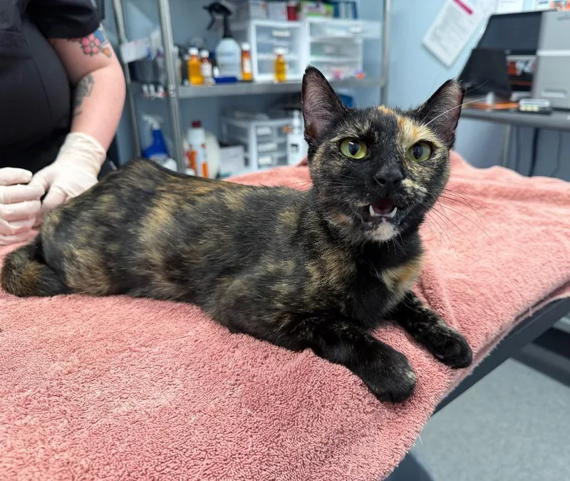 A young medium-sized female Domestic Short Hair cat named Lyric for adoption in Raleigh, NC