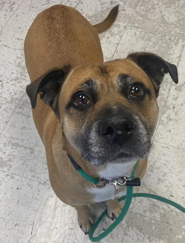 An adult large-sized female Black Mouth Cur dog named Rayne for adoption in Salt Lake City, UT