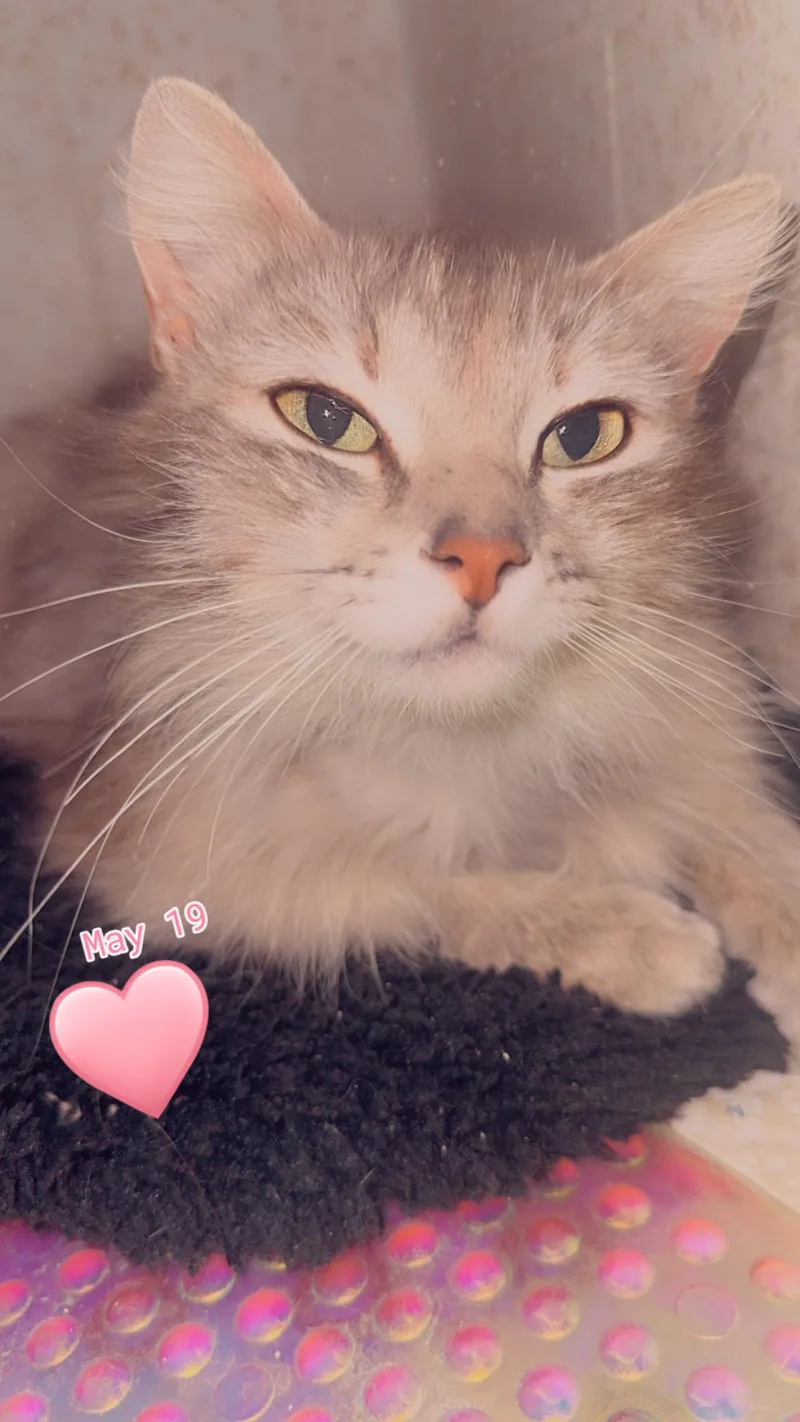 A young small-sized female Blue Cream Maine Coon cat named Gigi for adoption in Los Angeles, CA