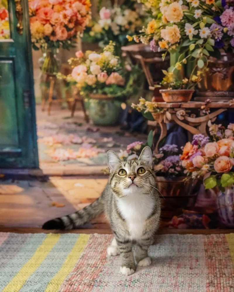 An adult small-sized female Tabby (Tiger Striped) Domestic Short Hair cat named Julie for adoption in Lapeer, MI