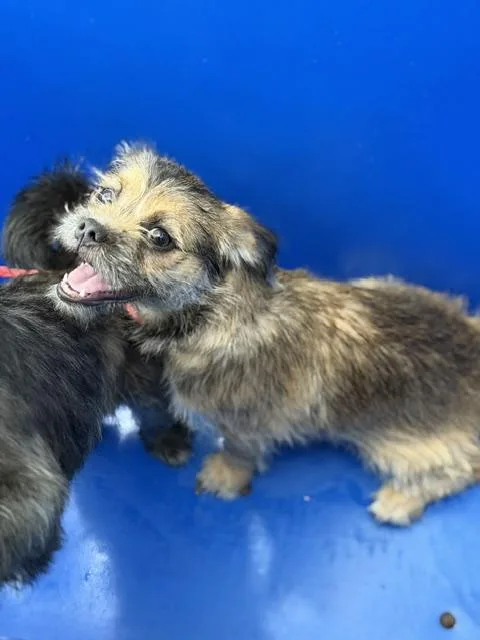 A baby small-sized male Mixed Breed dog named Gizmo for adoption in Dallas, TX