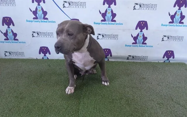 An adult medium-sized female Pit Bull Terrier dog named Blue for adoption in Orlando, FL