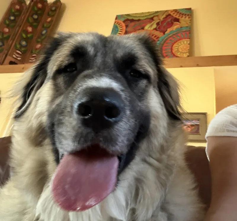 An adult large-sized female Anatolian Shepherd dog named Ms. Smokey DFW for adoption in Quinlan, TX