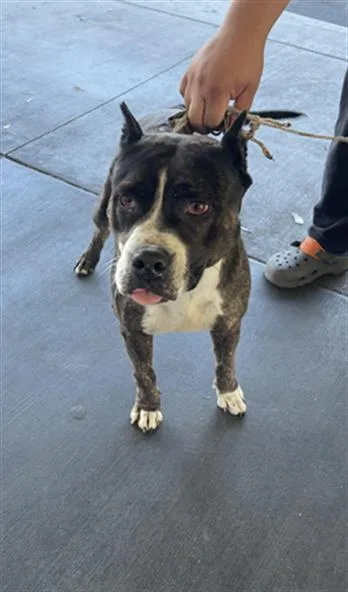 An adult large-sized female Pit Bull Terrier dog named Lea for adoption in Los Angeles, CA