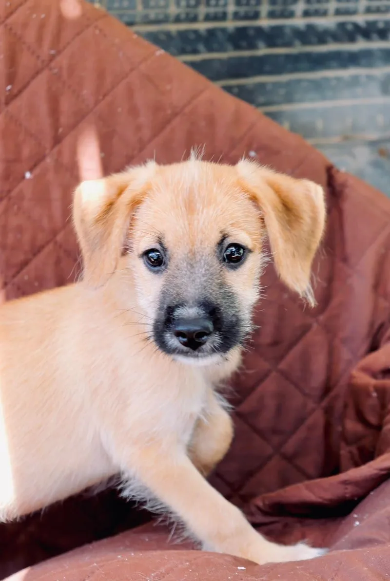A baby small-sized male Maltipoo dog named Ranger for adoption in San Diego, CA