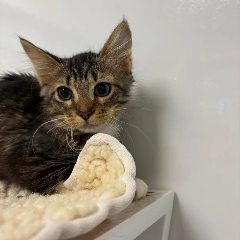 A baby small-sized male Gray / Blue / Silver Domestic Short Hair cat named River for adoption in West Palm Beach, FL