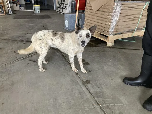 A young large-sized male Australian Cattle Dog / Blue Heeler dog named Yeti for adoption in Salinas, CA