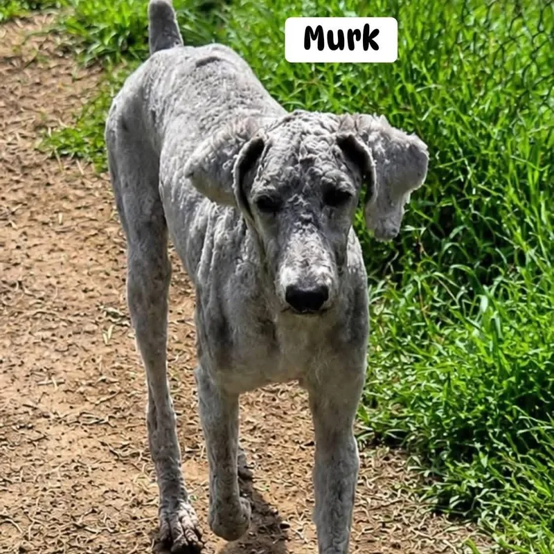 A young medium-sized male Gray / Blue / Silver Standard Poodle dog named Murk for adoption in Brewton, AL