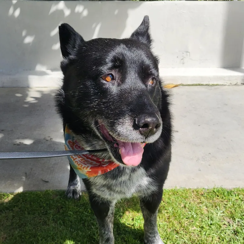 An adult large-sized male Black Australian Cattle Dog / Blue Heeler dog named Mercury for adoption in Burbank, CA