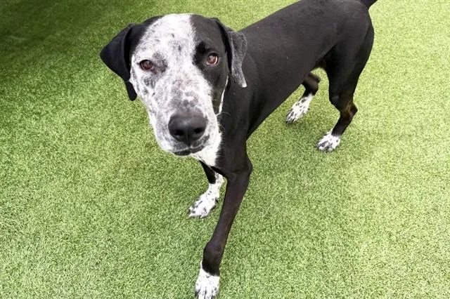 A young medium-sized male Great Dane dog named Kodak for adoption in Fort Lauderdale, FL