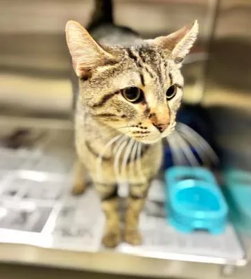 An adult medium-sized male Tabby (Brown / Chocolate) Domestic Short Hair cat named Cocoa Krispies for adoption in Cicero, IL