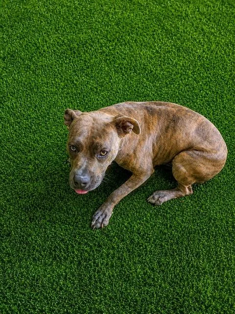 An adult medium-sized female Pit Bull Terrier dog named Scarlet for adoption in Lancaster, CA
