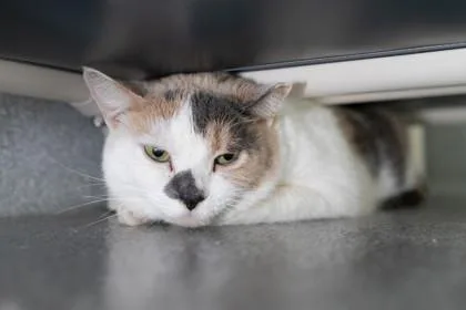 An adult medium-sized female Domestic Short Hair cat named Cocobean for adoption in Ringoes, NJ