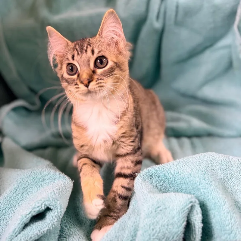 A baby small-sized female Gray / Blue / Silver Domestic Short Hair cat named Fig for adoption in Columbus, GA