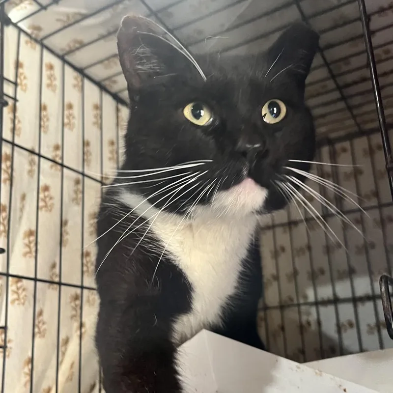 A young small-sized male Gray / Blue / Silver Domestic Short Hair cat named Stevie for adoption in Pasadena , MD