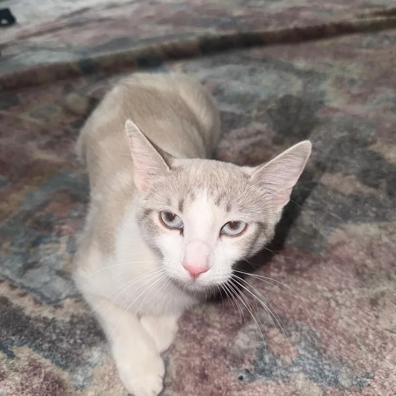 A young small-sized female White Siamese cat named Penny for adoption in Rochester, MN