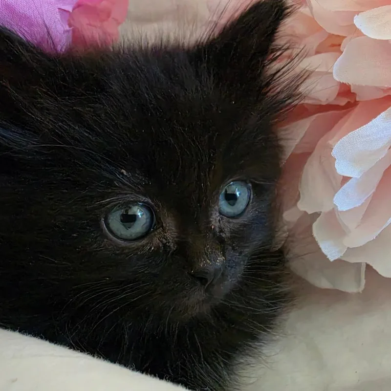 A baby small-sized female Domestic Medium Hair cat named Moon for adoption in Tacoma, WA