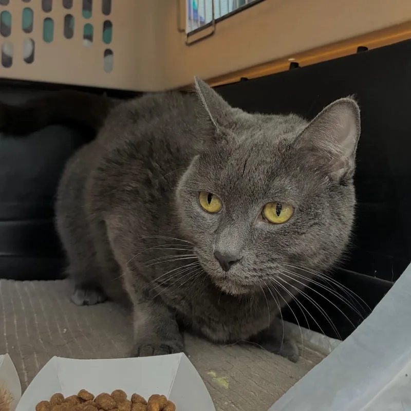 A senior medium-sized female Gray / Blue / Silver Domestic Short Hair cat named Butters for adoption in St. Helena, CA