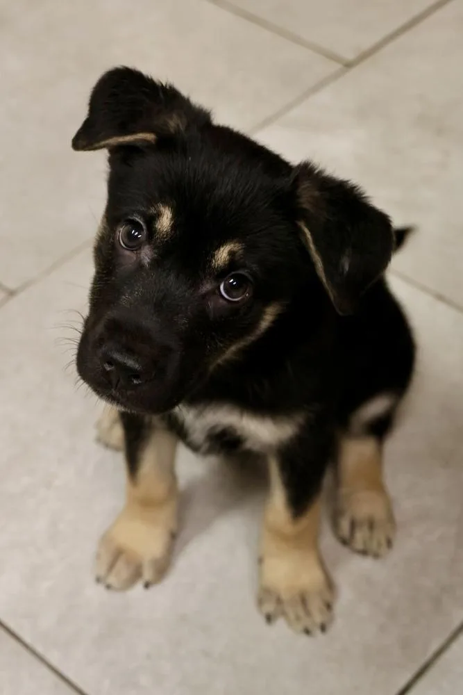 A baby medium-sized male Brown / Chocolate Terrier dog named Swamp for adoption in TUCSON, AZ