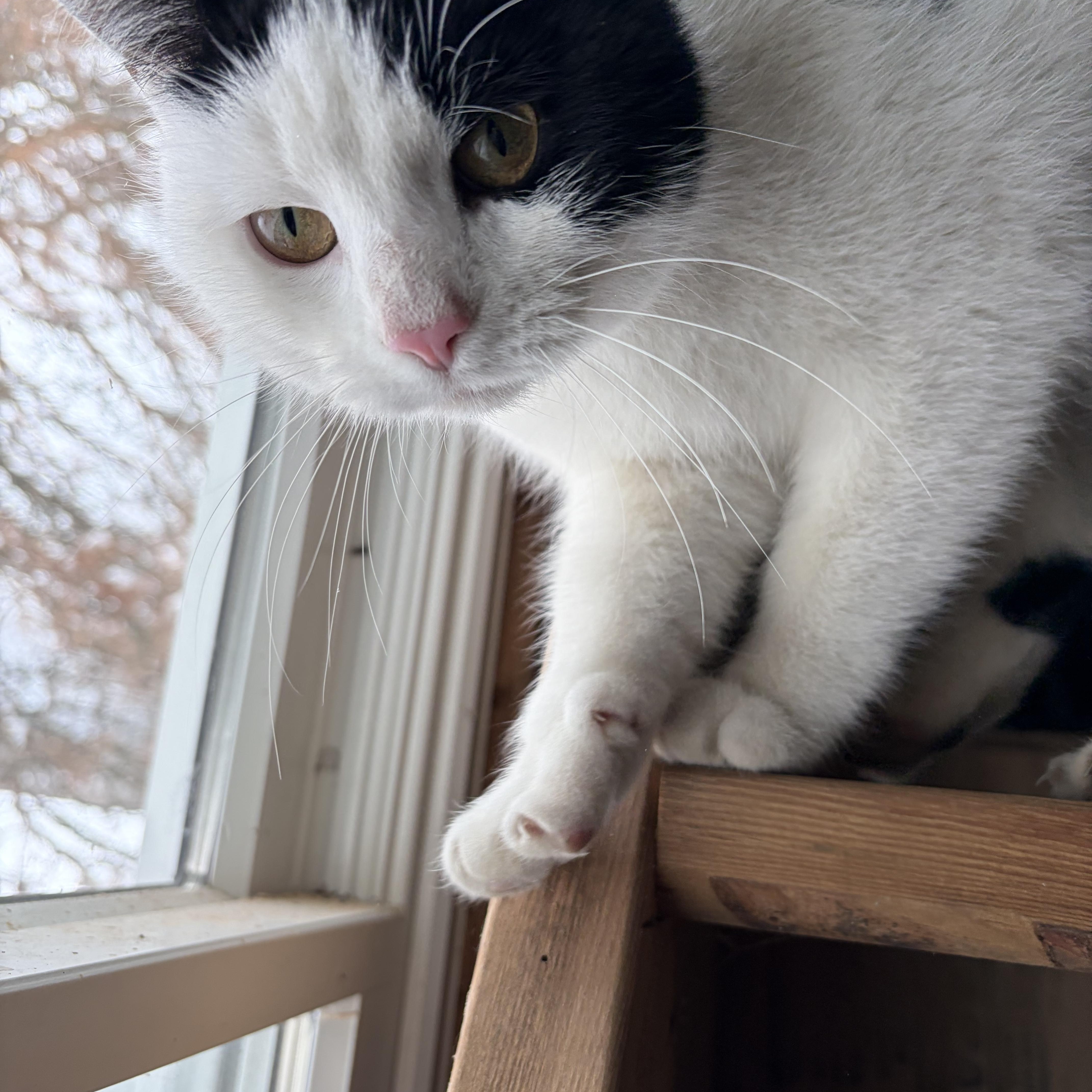 An adult medium-sized female Black & White / Tuxedo Domestic Short Hair cat named Beatrix Courtesy for adoption in Oberlin, OH