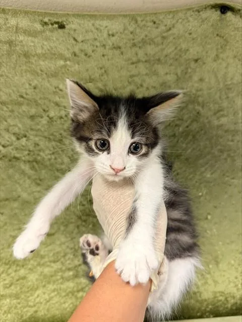 A baby small-sized male Domestic Short Hair cat named Billy for adoption in Riverside, CA