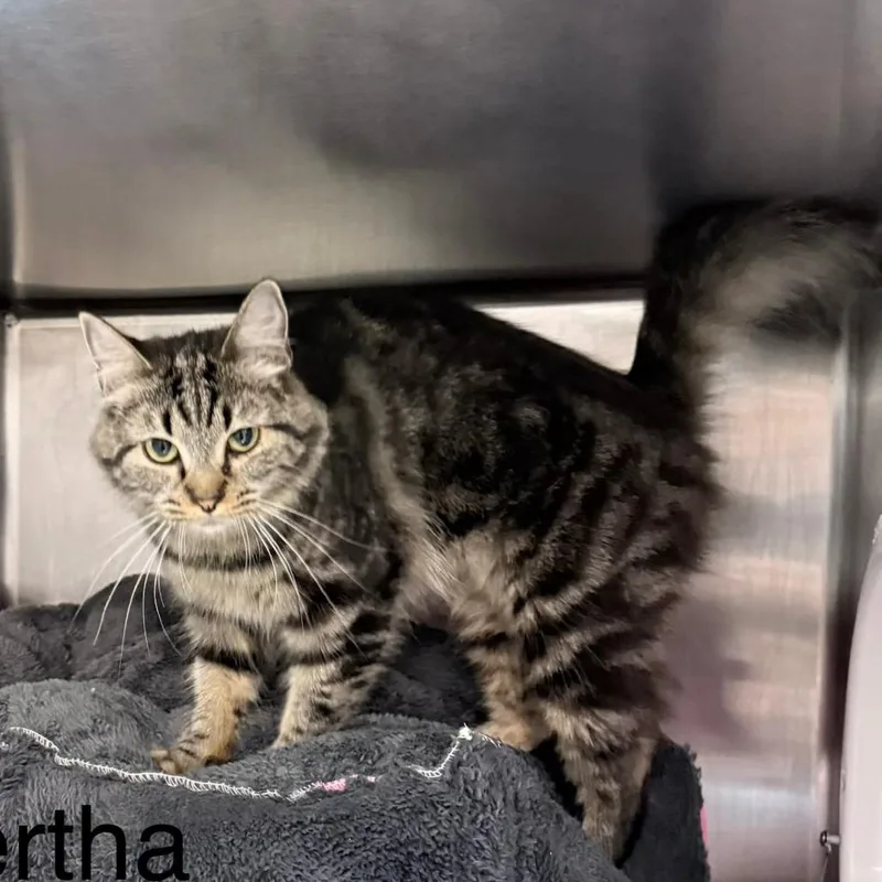 A young medium-sized female Gray / Blue / Silver Domestic Short Hair cat named Bertha for adoption in Knoxville, TN