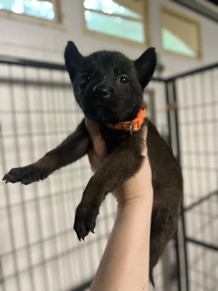 A baby small-sized female Belgian Shepherd / Malinois dog named Dnd Litter Harpy for adoption in Imlay City, MI