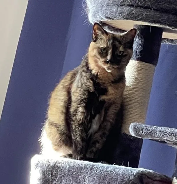 A senior medium-sized female Domestic Short Hair cat named Paisley  Bonded Buddy for adoption in Des Moines, IA