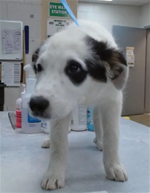 A baby large-sized female Border Collie dog named Nola for adoption in Salinas, CA