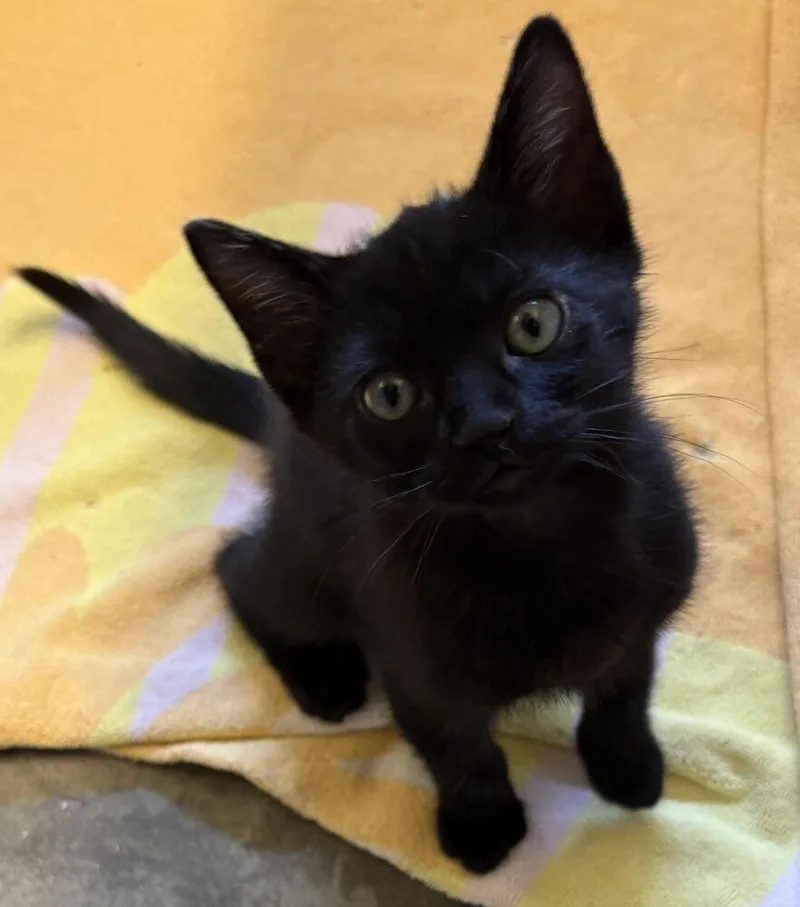 A baby small-sized female Black Bombay cat named Binx for adoption in Lancaster, CA