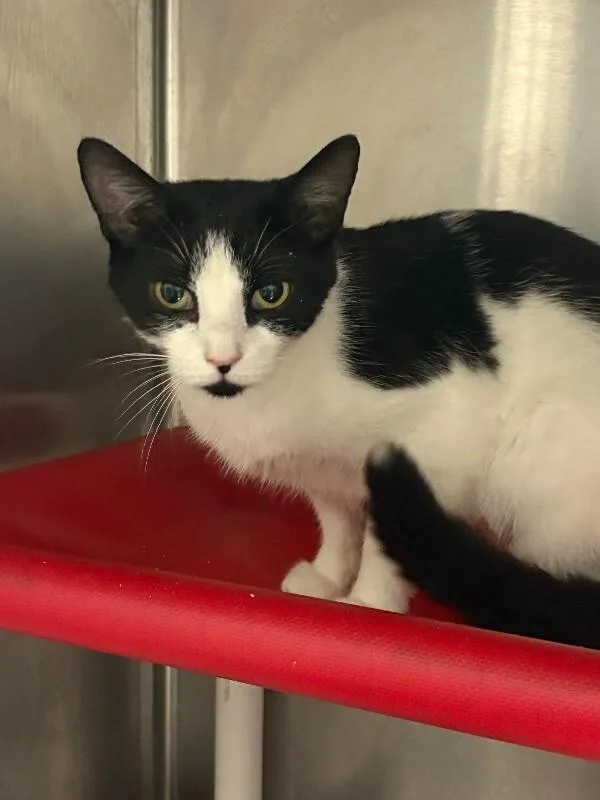 An adult medium-sized female Black & White / Tuxedo Domestic Short Hair cat named Melody for adoption in Cincinnati, OH
