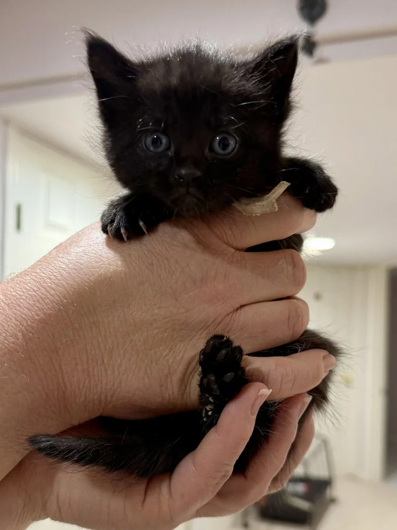 A baby medium-sized female Black Domestic Short Hair cat named Cat  Inky for adoption in GILBERTS, IL