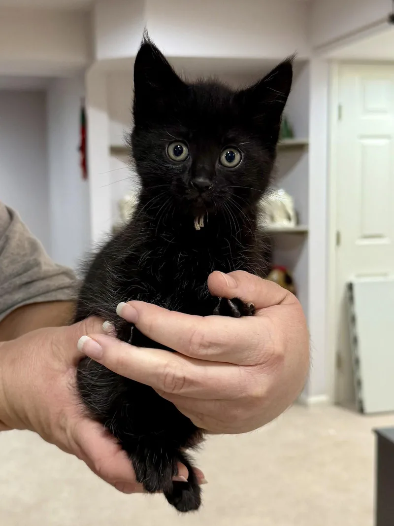 Cat  Inky thumbnail 2