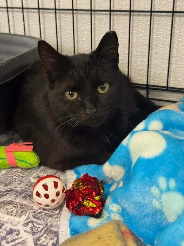 An adult medium-sized female Black Domestic Short Hair cat named Sade for adoption in Belton, MO