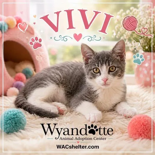 A young medium-sized female Gray & White Domestic Short Hair cat named Vivi for adoption in Wyandotte, MI